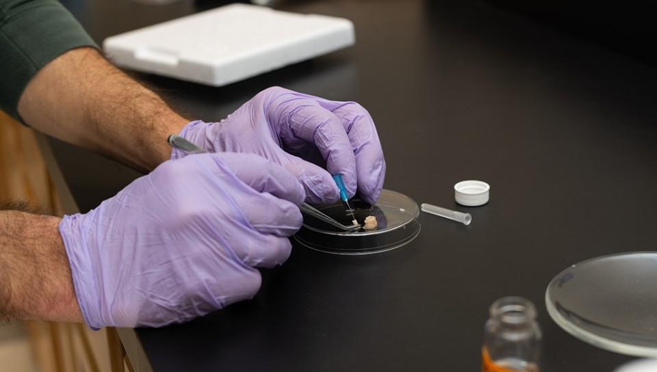 A close-up of hands in purple latex gloves working on a petri dish